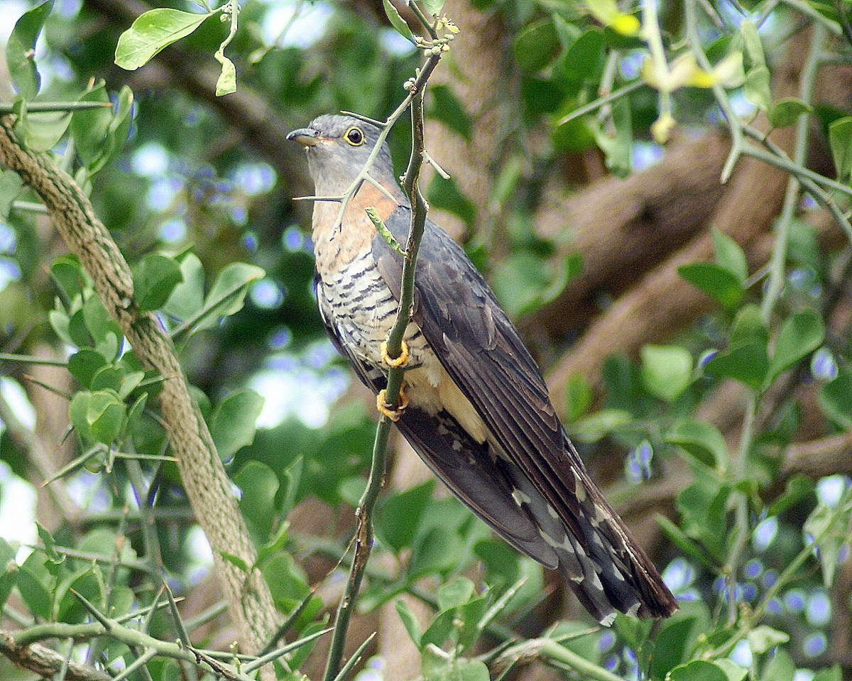 Red-chested Cuckoo - ANTHONY VILLAUME