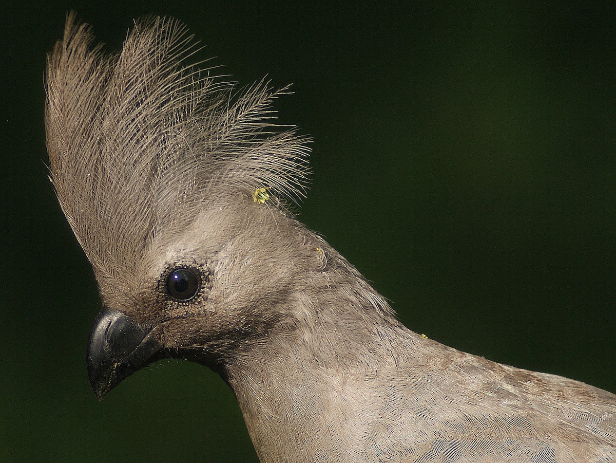Gray Go-away-bird - ANTHONY VILLAUME