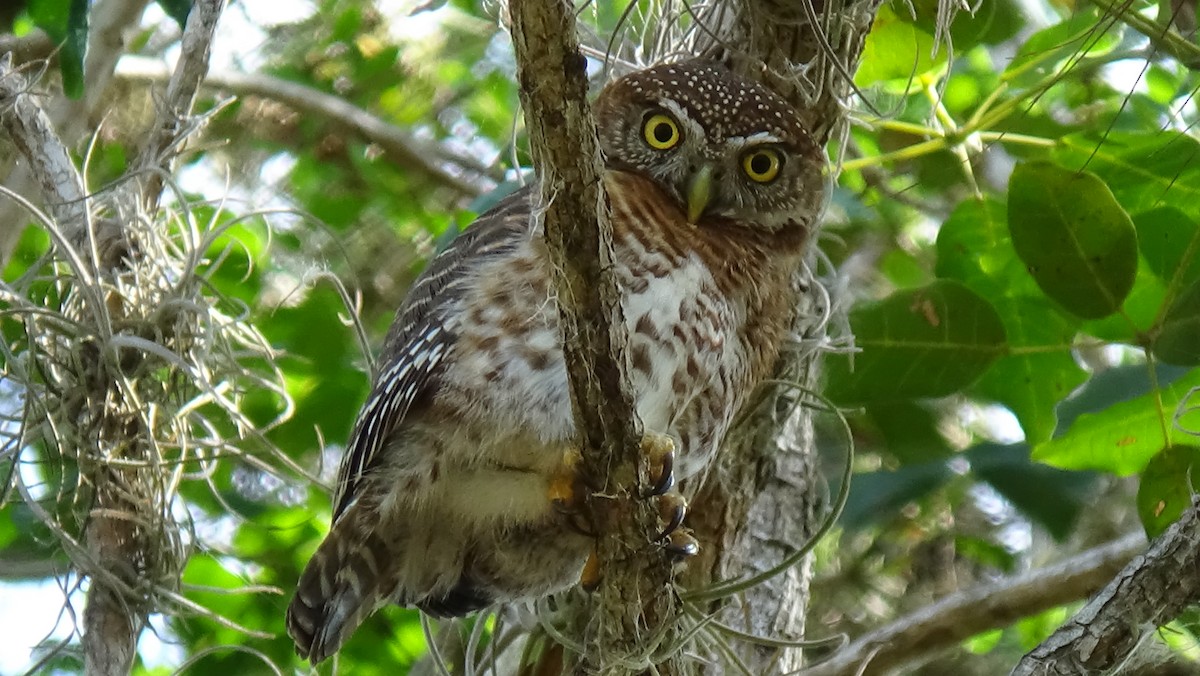 Cuban Pygmy-Owl - ANTHONY VILLAUME