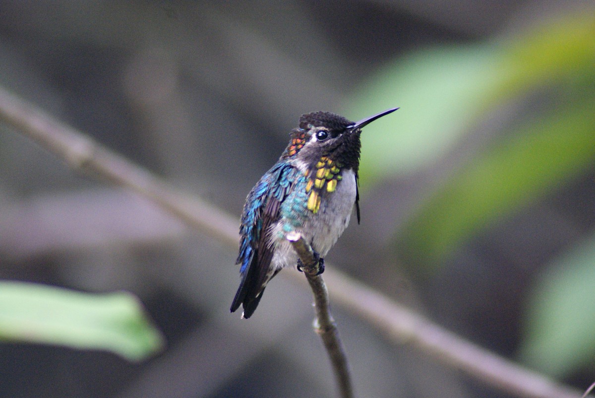 Bee Hummingbird - ML204788221