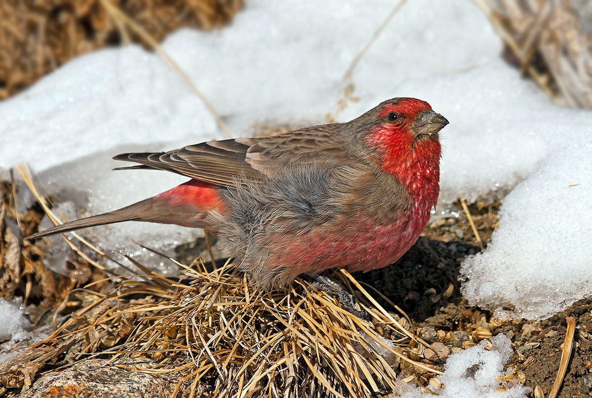 Red-fronted Rosefinch - ML204788321