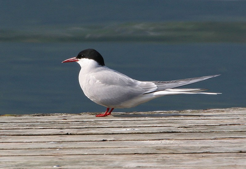 Arctic Tern - Peter Vercruijsse