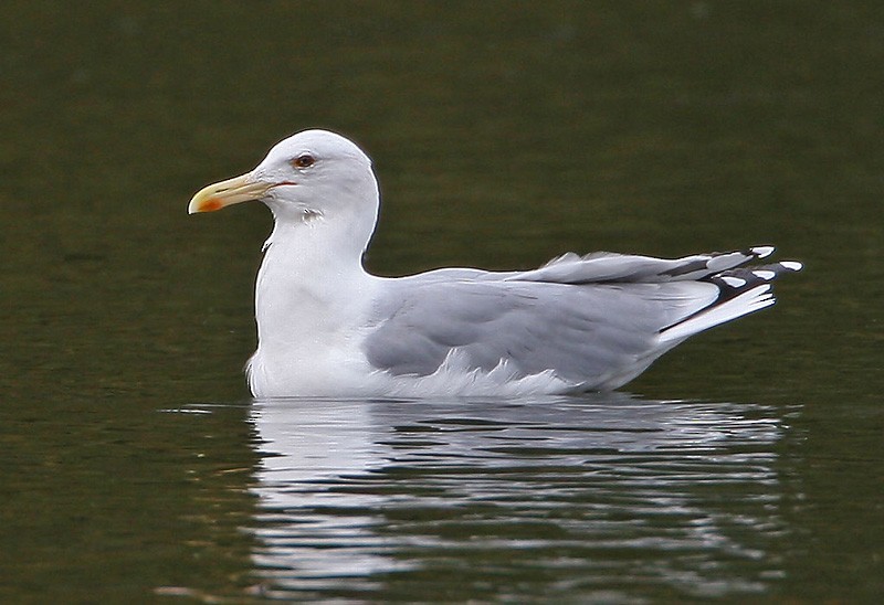 Caspian Gull - Peter Vercruijsse