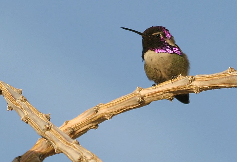 Costa's Hummingbird - Peter Vercruijsse
