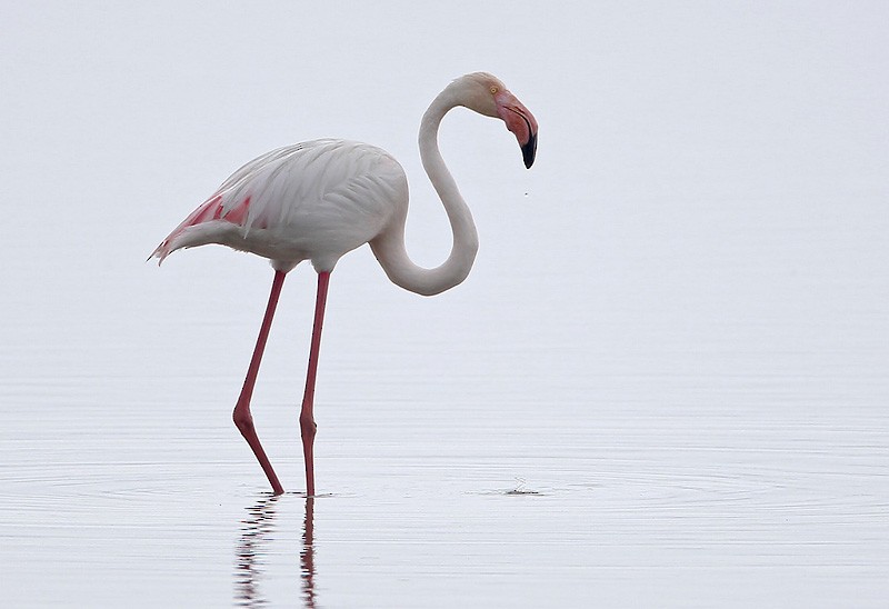Greater Flamingo - Peter Vercruijsse