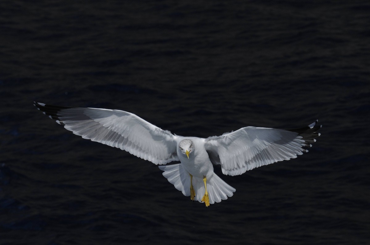 Yellow-legged Gull (atlantis) - Holger Meinig