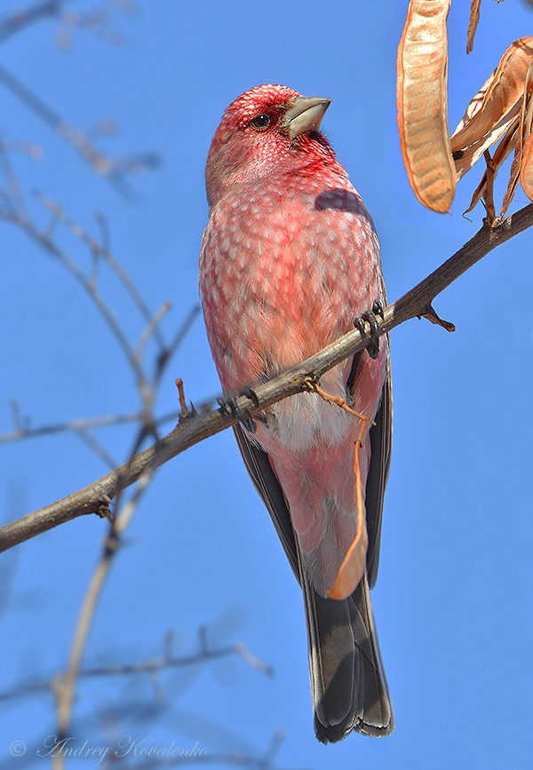 Great Rosefinch (Spotted) - ML204790131