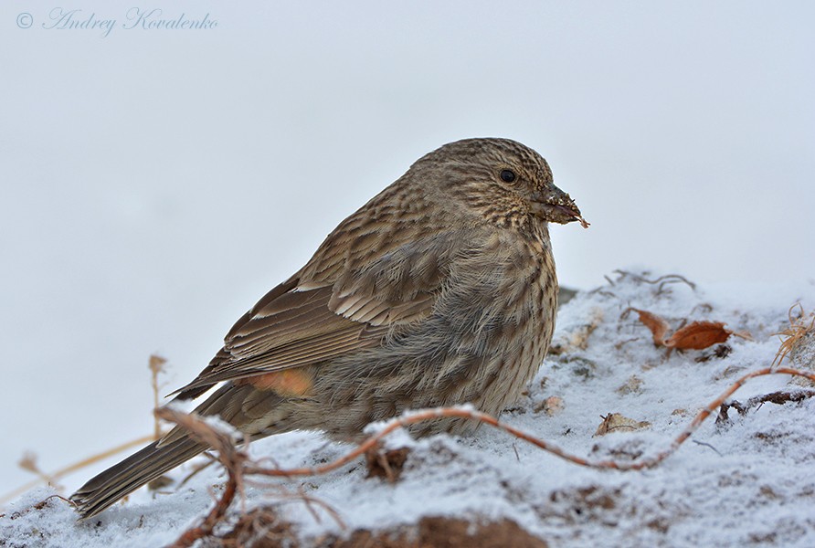 Red-fronted Rosefinch - ML204790141