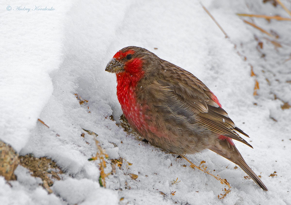 Red-fronted Rosefinch - ML204790151
