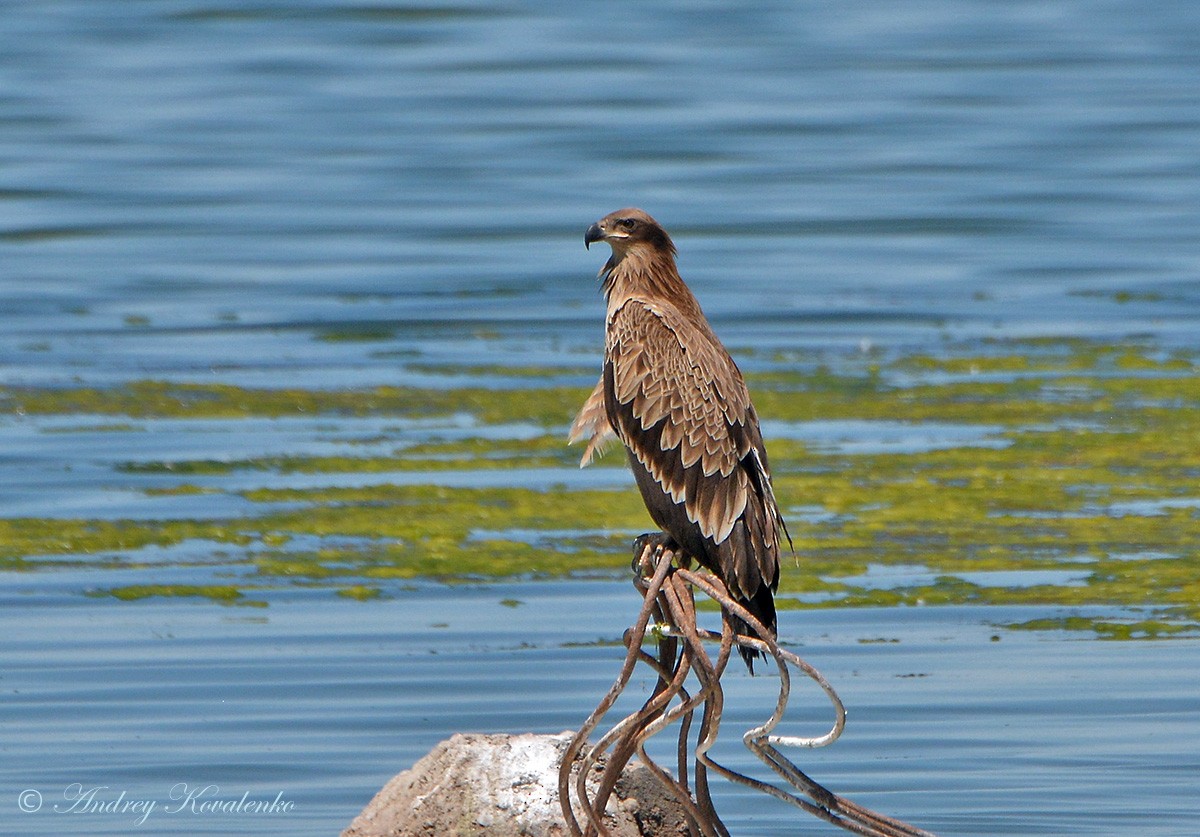 Pallas's Fish-Eagle - Andrey Kovalenko