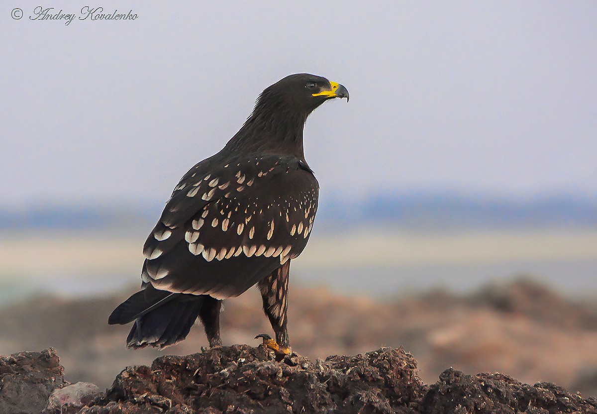 Greater Spotted Eagle - Andrey Kovalenko