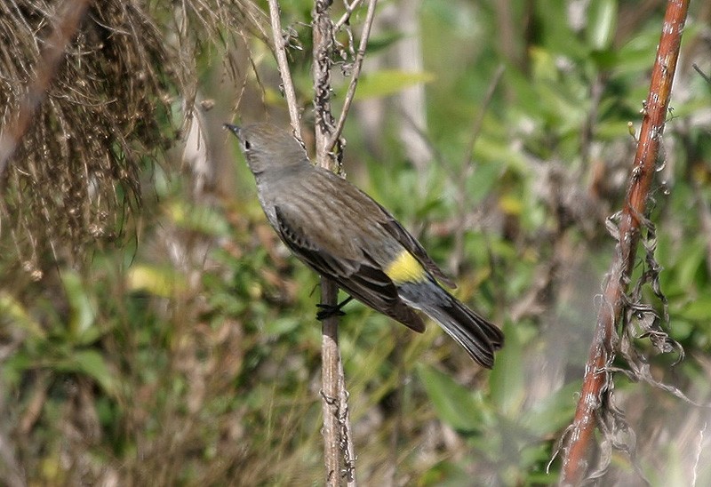 Yellow-rumped Warbler (Audubon's) - Peter Vercruijsse