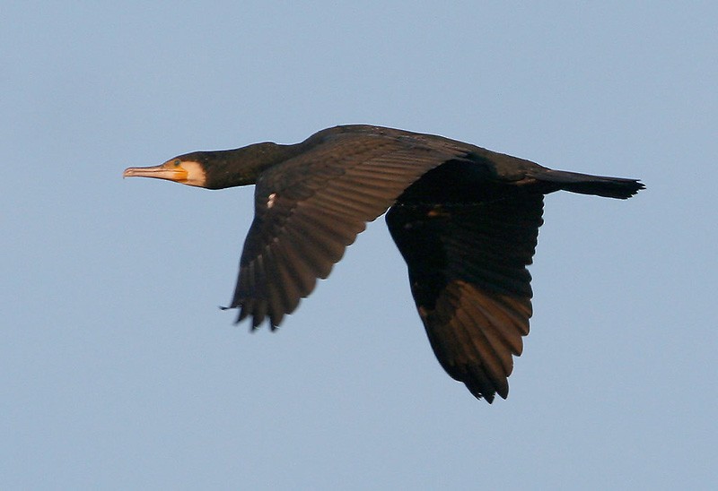 Great Cormorant (Eurasian) - Peter Vercruijsse