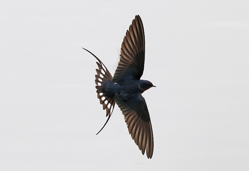 Barn Swallow (Buff-bellied) - Peter Vercruijsse