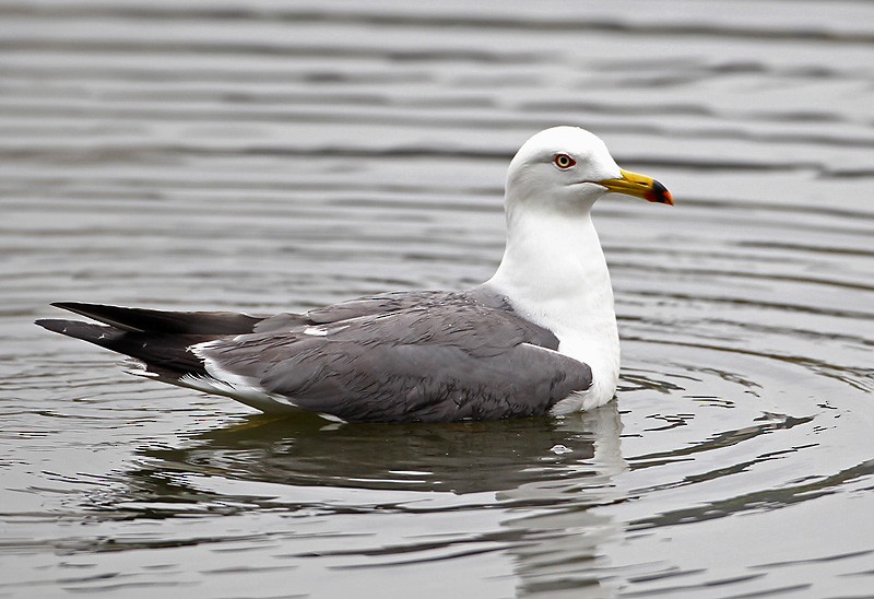 Black-tailed Gull - Peter Vercruijsse