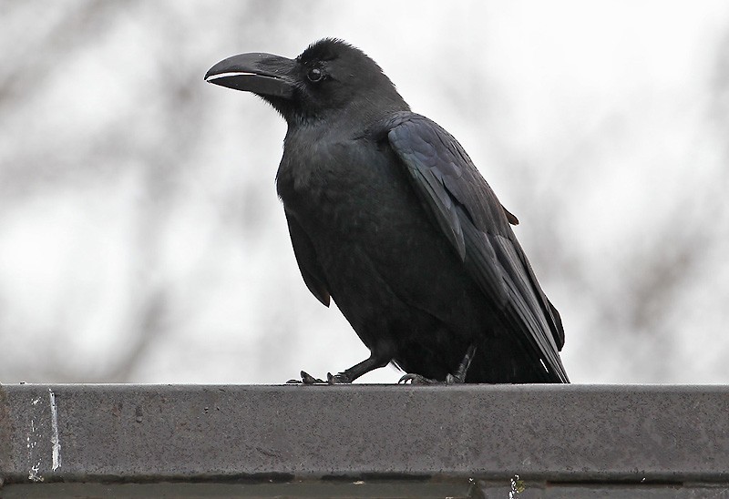 Large-billed Crow (Large-billed) - Peter Vercruijsse