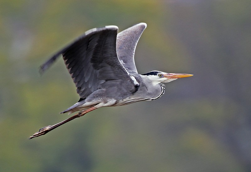 Gray Heron (Gray) - Peter Vercruijsse