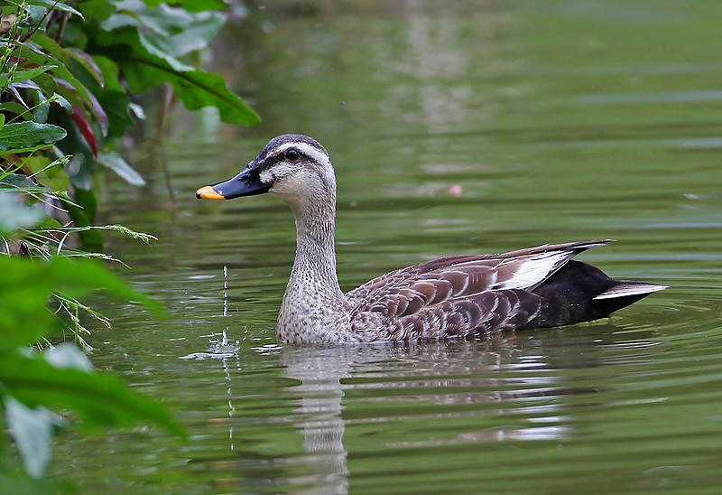 Eastern Spot-billed Duck - Peter Vercruijsse