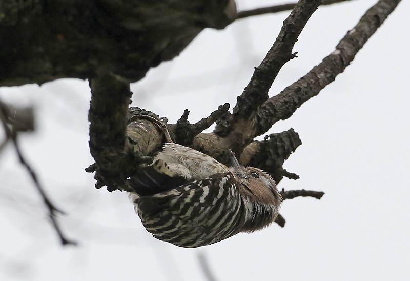 Japanese Pygmy Woodpecker - Peter Vercruijsse