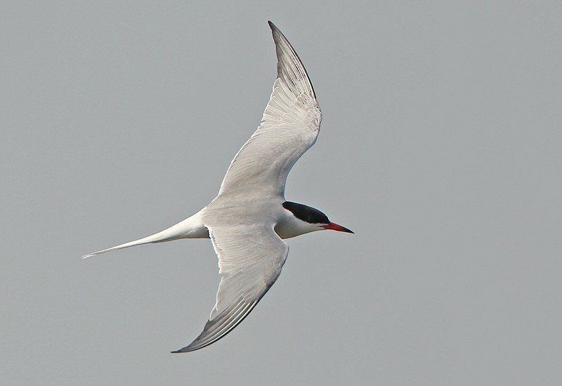 Common Tern (hirundo/tibetana) - Peter Vercruijsse