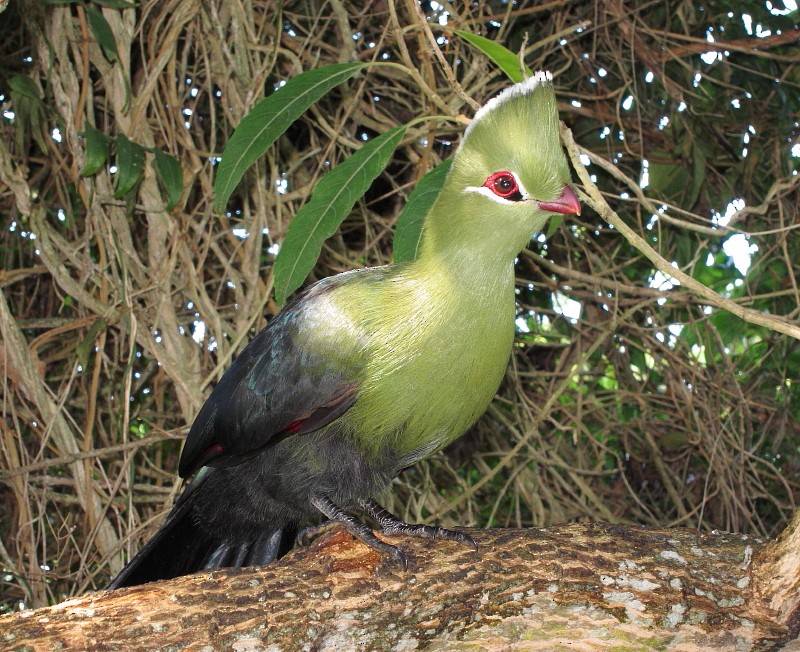 Knysna Turaco (Southern) - ML204791551