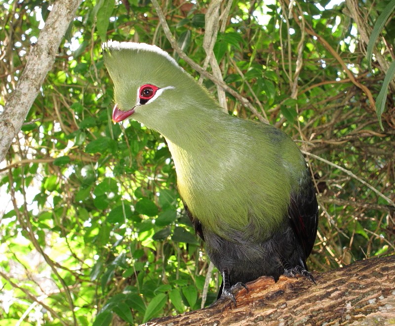 Knysna Turaco (Southern) - ML204791561