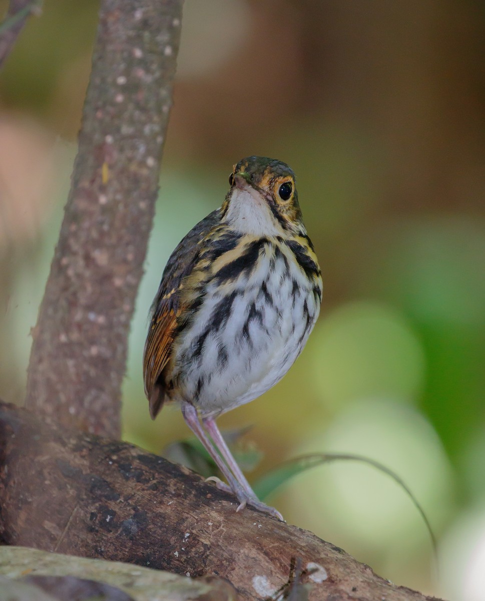 Streak-chested Antpitta (Pacific Slope) - eBird