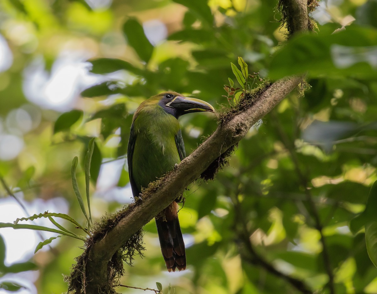 Northern Emerald-Toucanet (Blue-throated) - Martin  Flack
