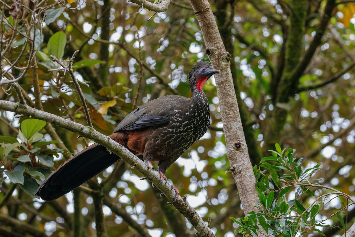 Crested Guan - ML204792231