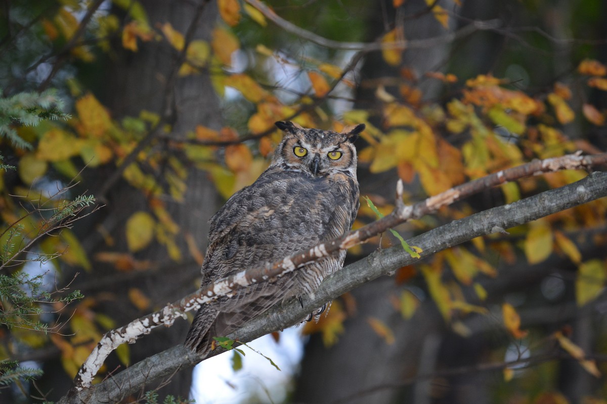 Great Horned Owl - Jeremy Collison