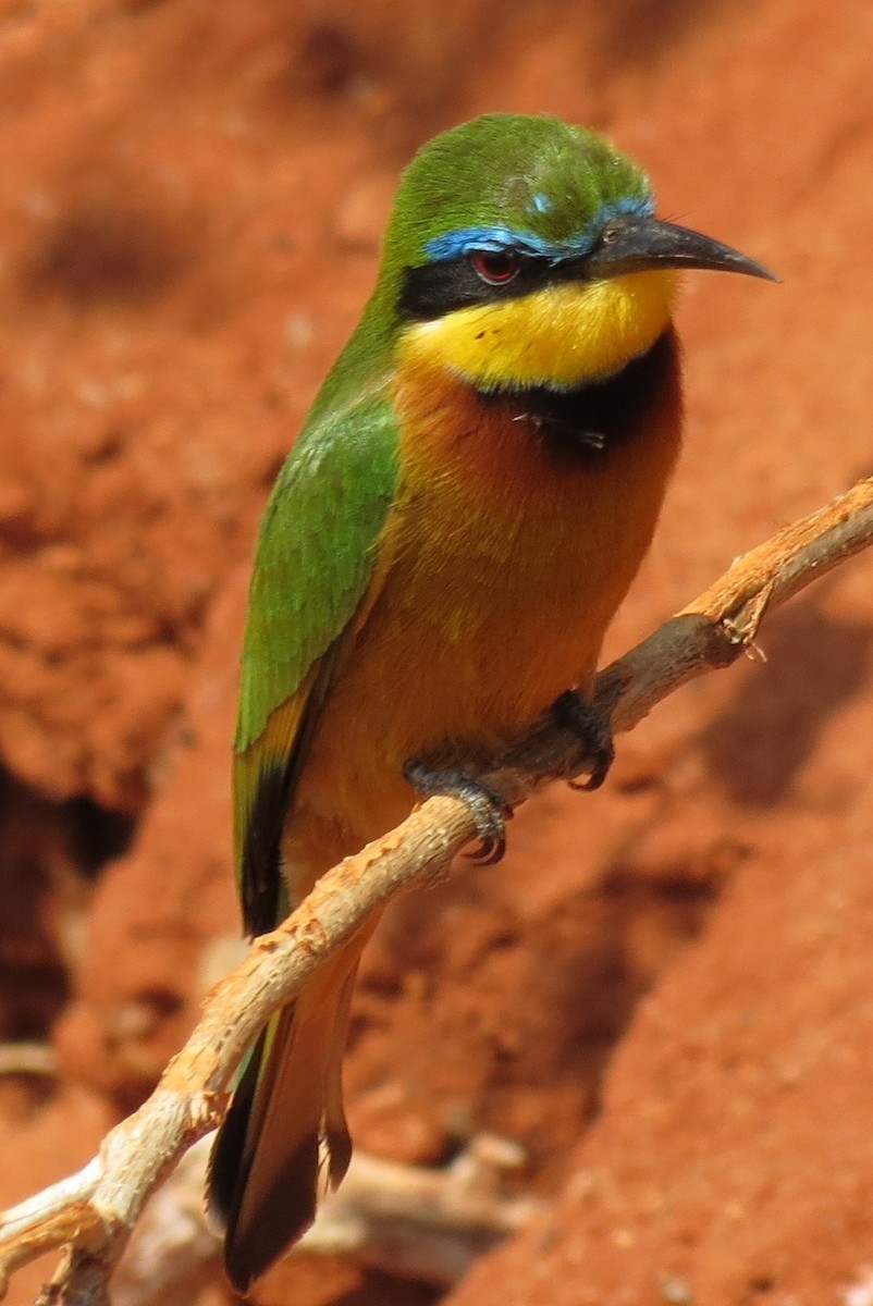 Little Bee-eater - Alan Hogarth