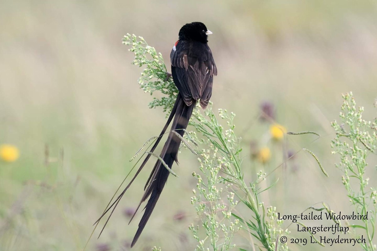 Long-tailed Widowbird - ML204792511