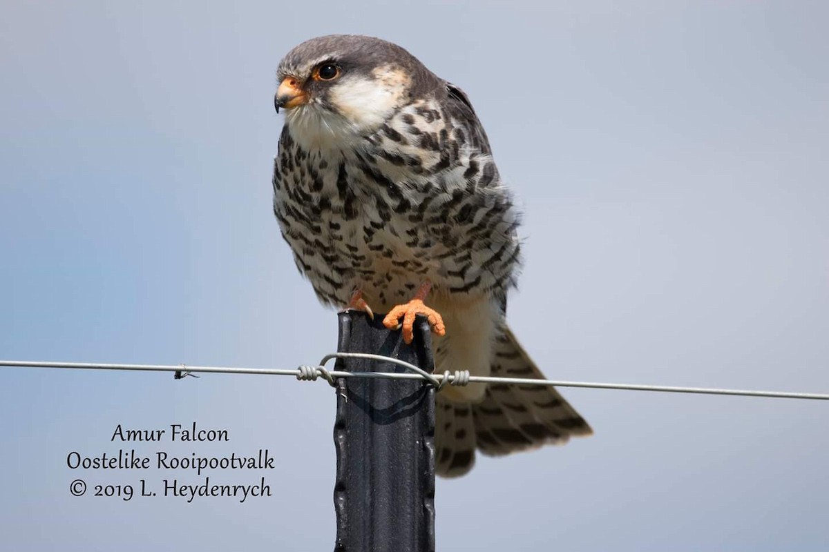 Amur Falcon - Lynne Heydenrych