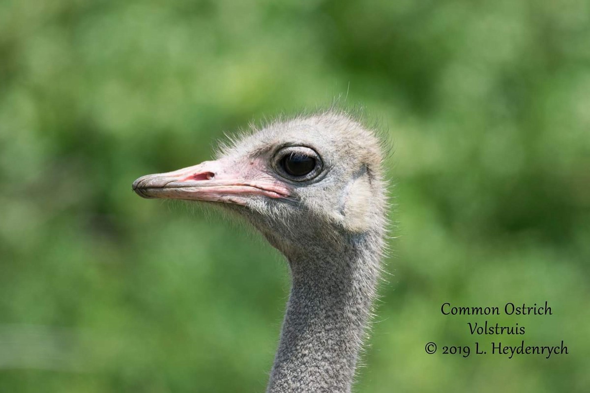 Common Ostrich - Lynne Heydenrych