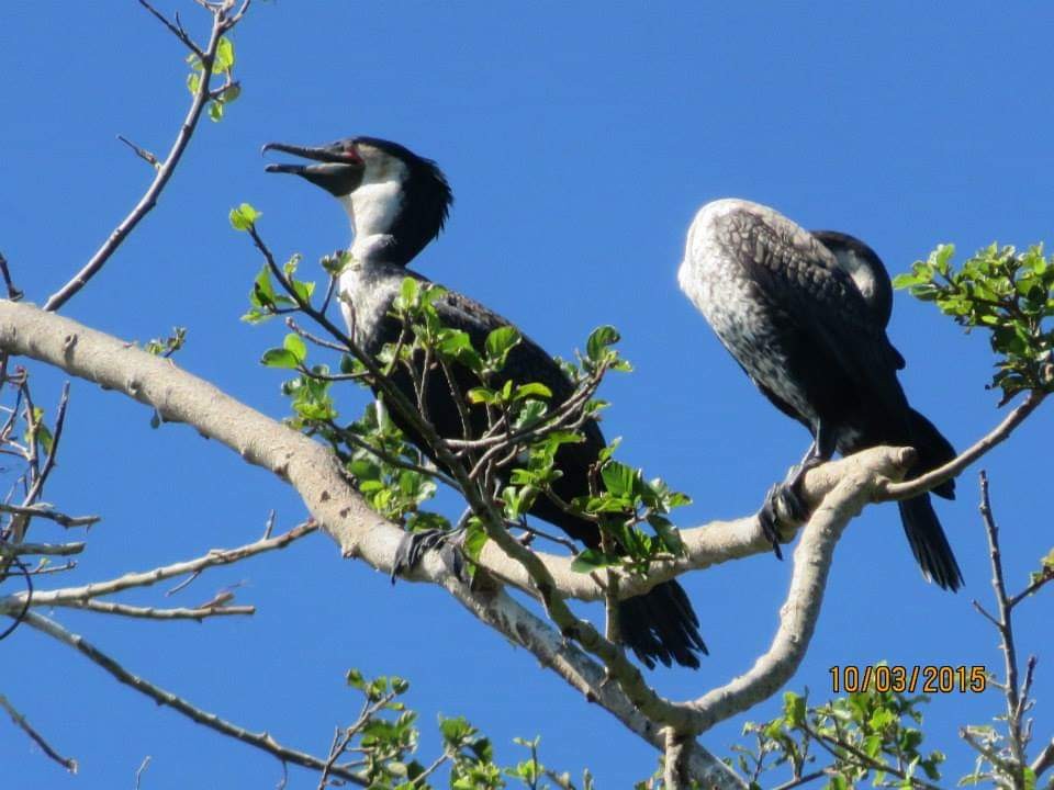Great Cormorant (White-breasted) - Lynne Heydenrych