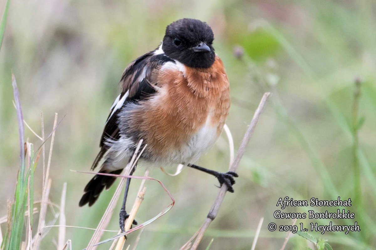 African Stonechat - ML204792601