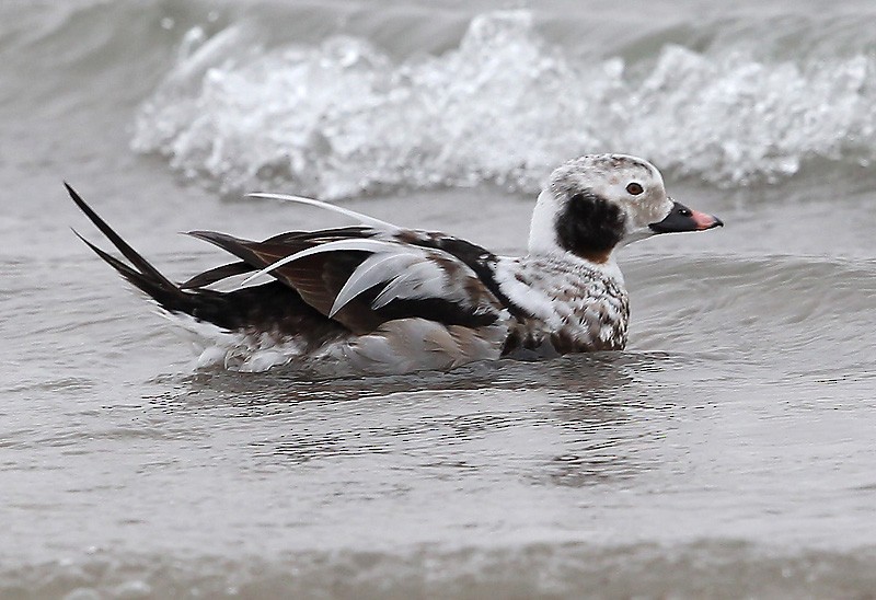 Long-tailed Duck - Peter Vercruijsse