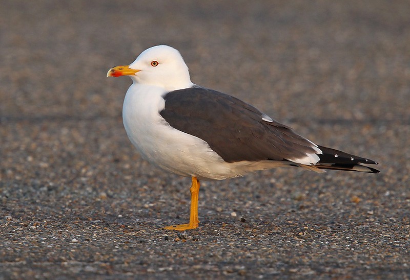 Lesser Black-backed Gull (intermedius) - Peter Vercruijsse