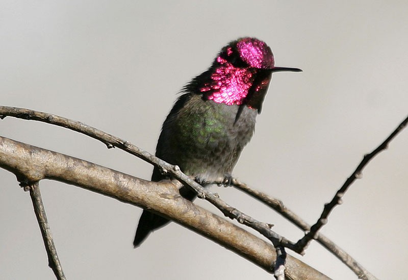 Anna's Hummingbird - Peter Vercruijsse