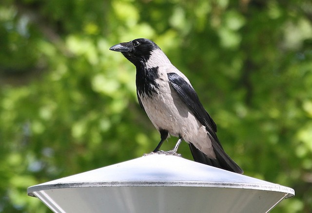 ズキンガラス Cornix グループ Ebird