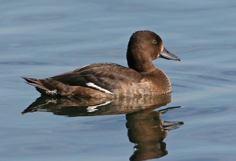 Tufted Duck - ML204793221