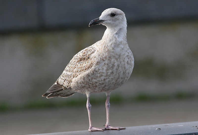 Herring Gull (European) - Peter Vercruijsse
