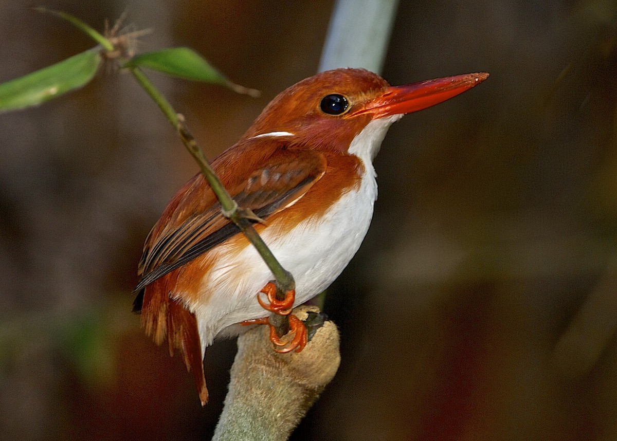 Madagascar Pygmy Kingfisher - ML204793271