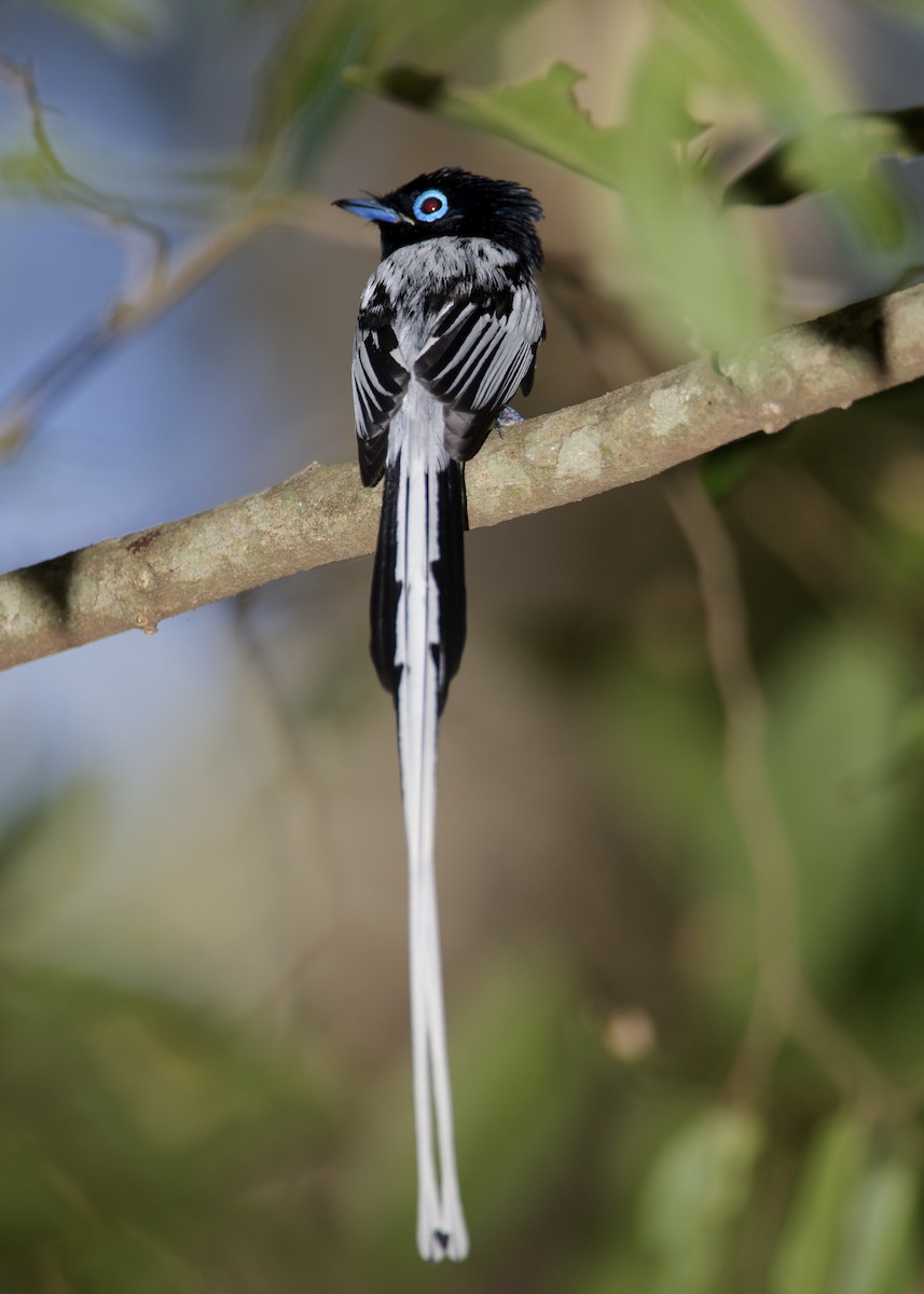 Malagasy Paradise-Flycatcher (Malagasy) - Lee Hunter