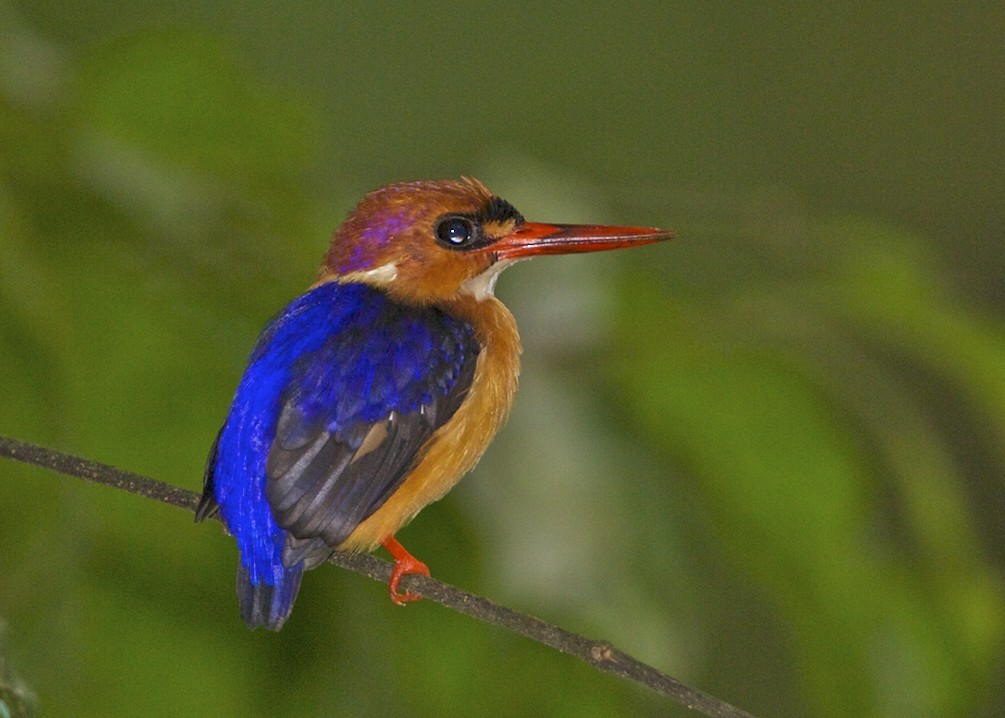 African Dwarf Kingfisher - ML204793331