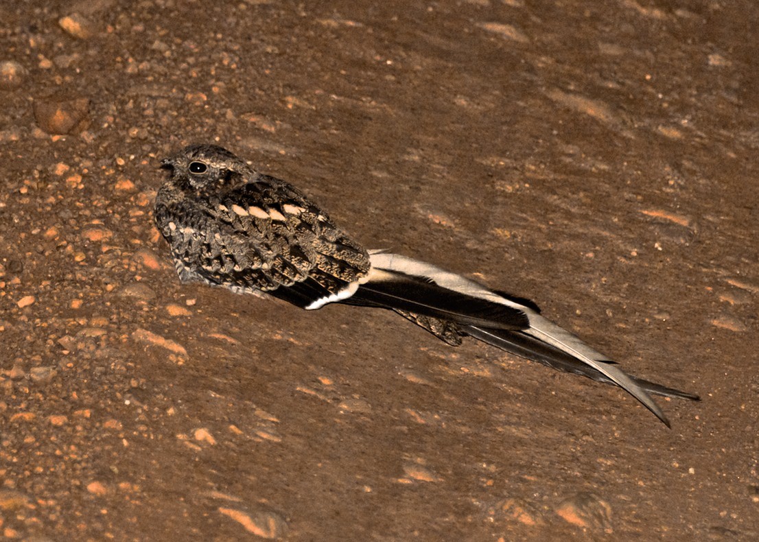 Pennant-winged Nightjar - ML204793371