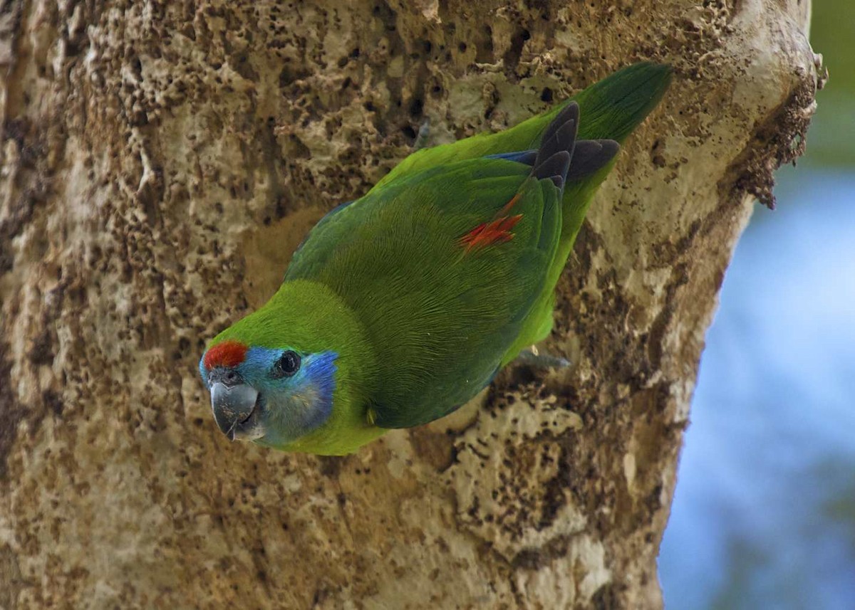 Double-eyed Fig-Parrot (Double-eyed) - Lee Hunter