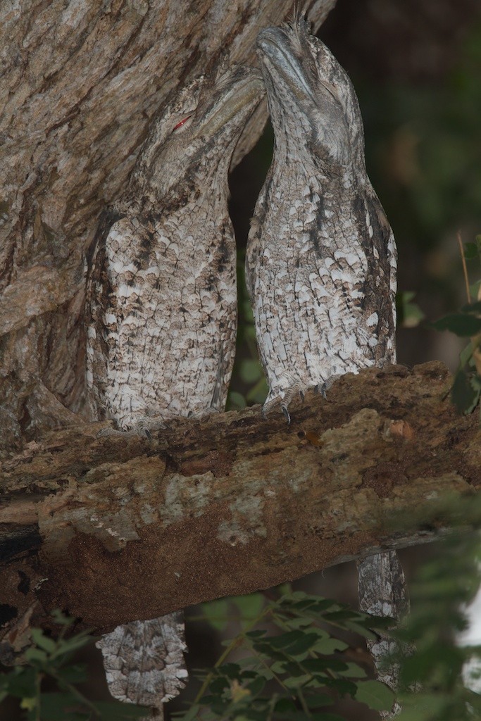 Papuan Frogmouth - ML204793401