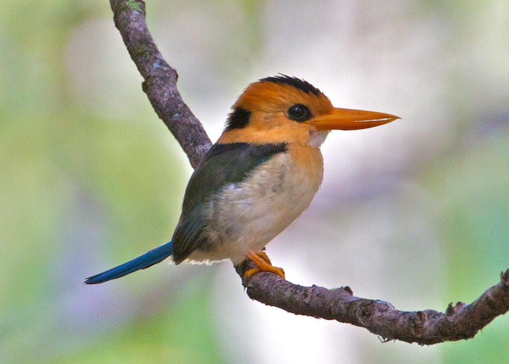 Yellow-billed Kingfisher - Lee Hunter