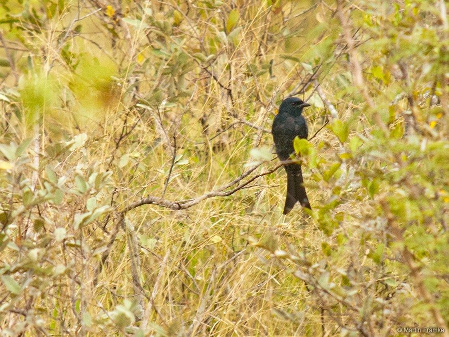Fork-tailed Drongo - ML204794851